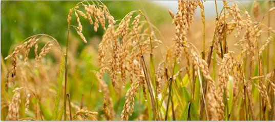 斯道拉恩索集團公布2017年上半年度財報:轉型項目帶來的積極影響正加速顯現